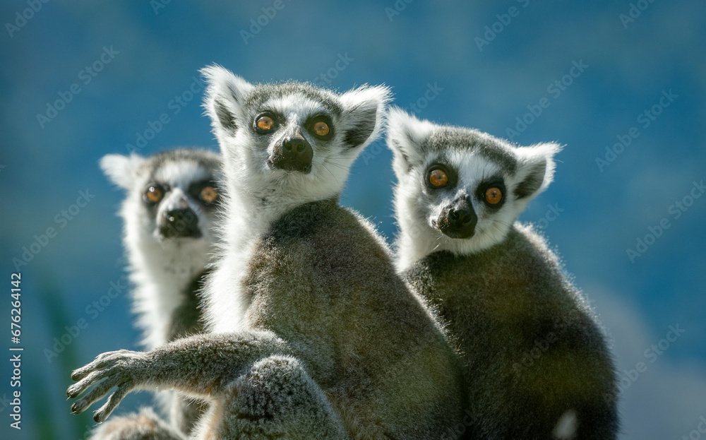 Obraz premium Three lemurs.,looking at camera. Yellow eyes.Contact eye. Green Blurry background. Wet nosed animals. Lemuriformes.