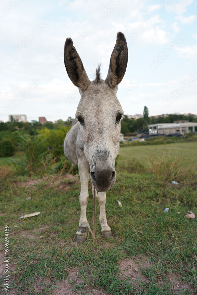  Portrait of gray donkey in the field. Big ears. Wide angle perspective.Equus africanus asinus. Working animal.