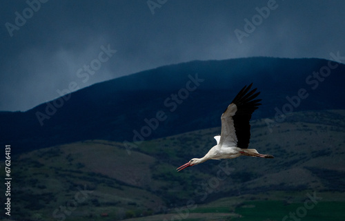 Bird in flight. Stork Ciconia. Against dark blue sky.  Aequornithes.
 photo