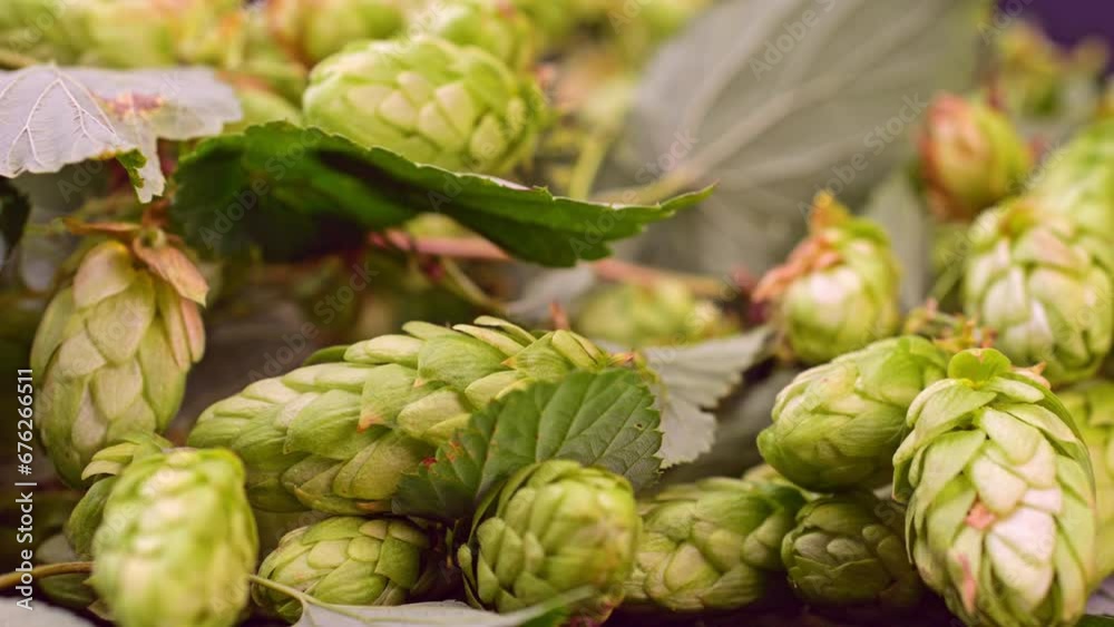 Studio lighting highlighting the texture of hop cones in macro. Studio lighting highlighting the texture of hop cones in macro.
