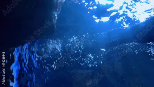 Beautifull sea lion swimming under sea water, Close up footage of Sea lions or walrus or seal swimming under water. High quality 4k raw slow motion footage. High quality 4k footage photo