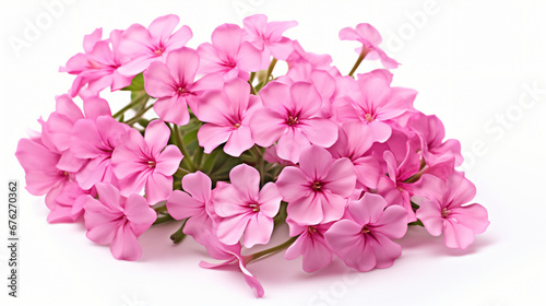 Pink phlox flowers isolated on white background photo