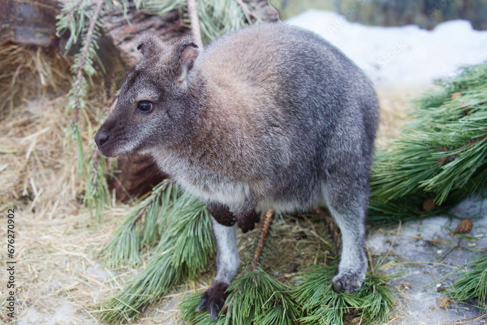 Kangaroo.
Kangaroos are a family of marsupial mammals. Common in Australia. Twilight animals, very careful. Kangaroo.
Kangaroos are a family of marsupial mammals. Common in Australia. Twilight animals, very careful.
