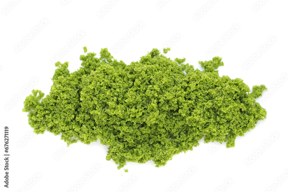 Wolffia globosa or swamp algae, water meal Wolffia globosa or swamp algae, water meal