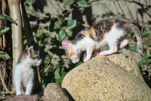 Two little kittens. Dwa małe kotki. © Mateusz