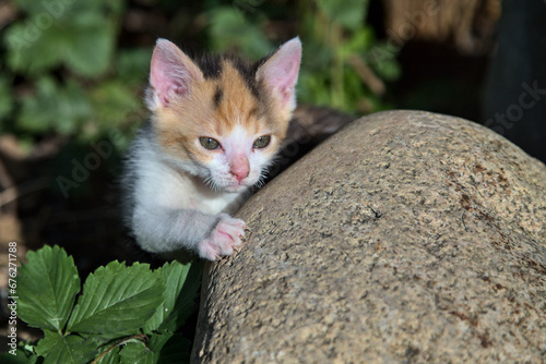 Kitten. Mały kotek. © Mateusz