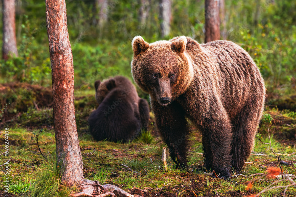 brown bear in the forest