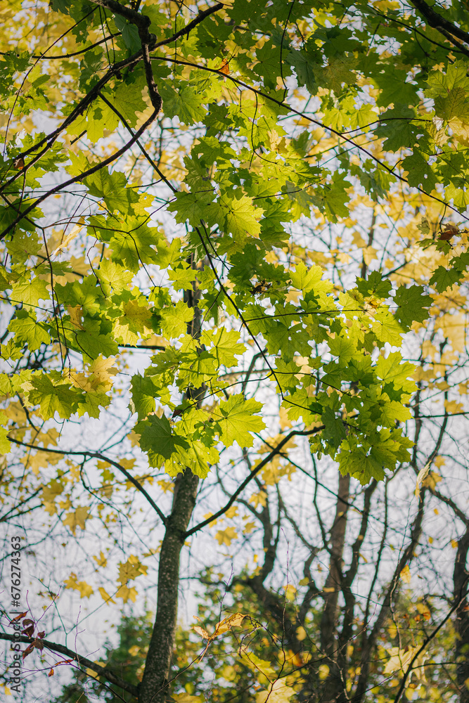 autumn leaves in the forest. autumn leaves on a tree autumn leaves in the forest. autumn leaves on a tree