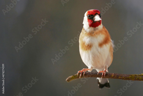 Goldfinch (Carduelis carduelis) sits on a branch.