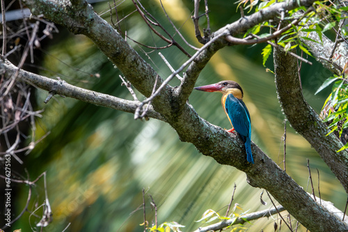 The stork-billed kingfisher is a common but sparsely distributed tree kingfisher in the tropical Indian subcontinent and Southeast Asia, from India to Indonesia.