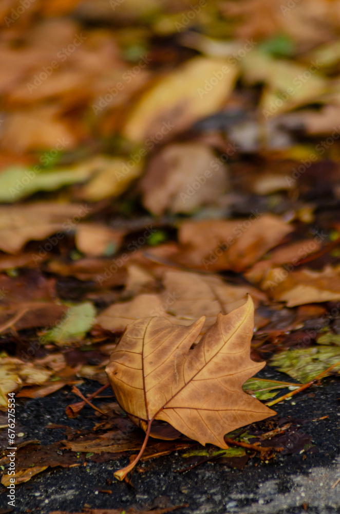 selective focus, dry fallen leaves in the fall selective focus, dry fallen leaves in the fall