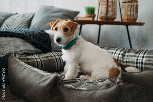Portrait of a rough-coated jack russell terrier sitting in a dog bed. A small rough-coated dog with funny fur spots rests in a deckchair in a home interior. Close-up © YarikL