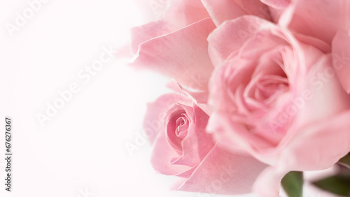 Pink background of roses flower. Greeting card. Summer floral composition. Copy space