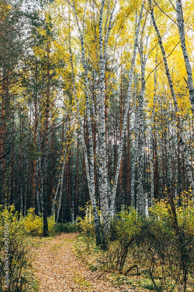 Fototapeta premium Autumn forest with yellow birches and pines