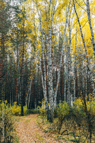 Autumn forest with yellow birches and pines