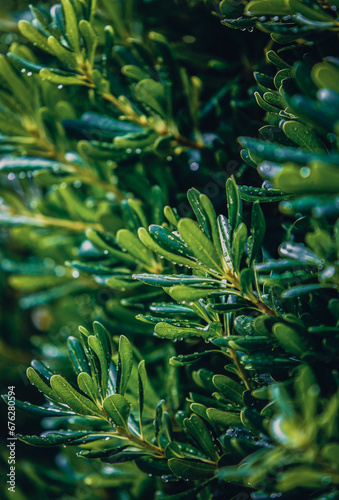 Green Bonsai Podocarpus Macrophyllus (known as yew plum pine) plant growing in Croatia photo