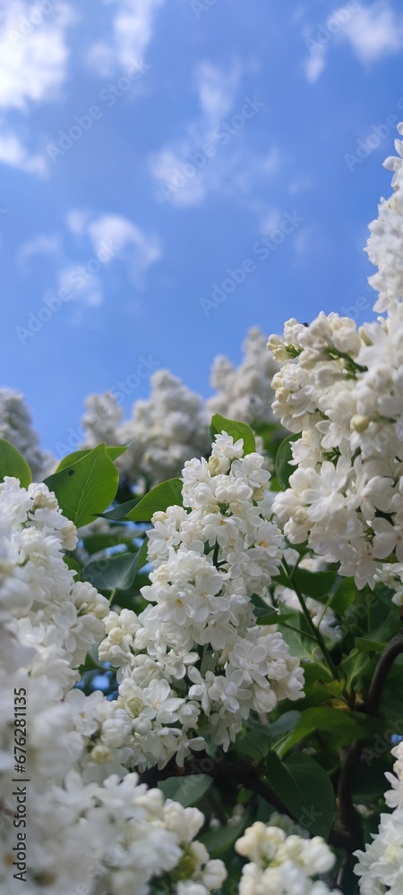 Beautyful lilac Beautyful lilac