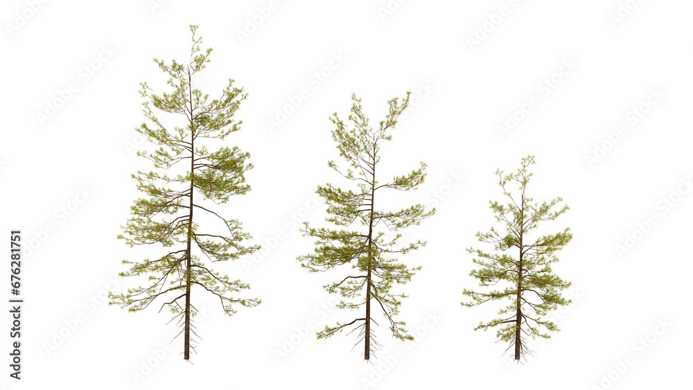 Three tree on transparent background, real tree green leaf isolate die cut png file on isolated background, alpha png - obrazy, fototapety, plakaty 