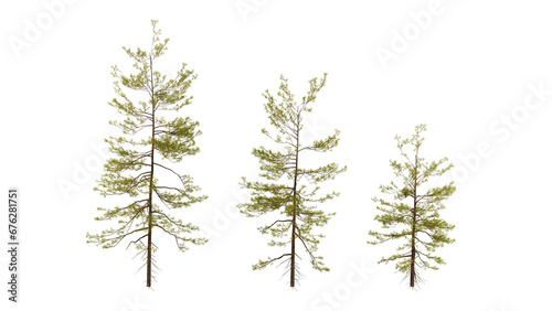 Three tree on transparent background  real tree green leaf isolate die cut png file on isolated background  alpha png
