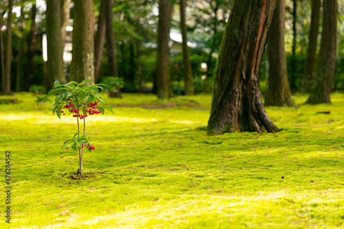 Berrries of Nandina domestica plant on bright green grass under trees with warm light  photo