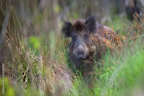 Wild boar in the forest
