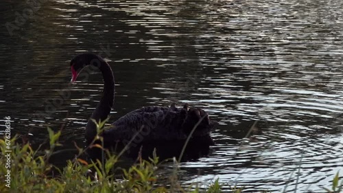 A black swan serenely searches for food swimming along shore of a calm river. Green foliage swaying in foreground. Close up shot