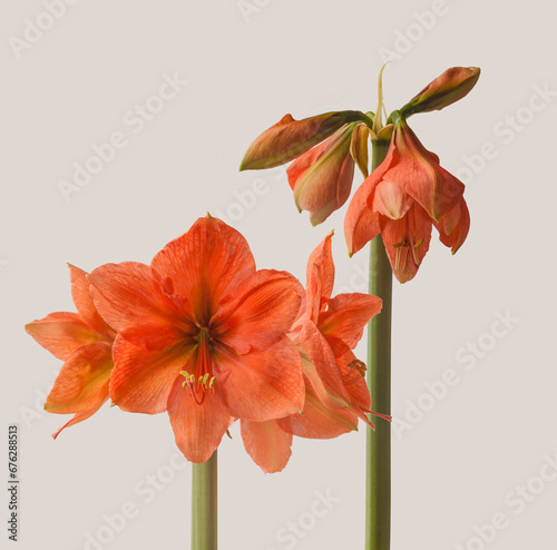 Amaryllis Hippeastrum Galaxy Group 