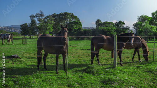 Three Horses in a Green Pasture © Gerald
