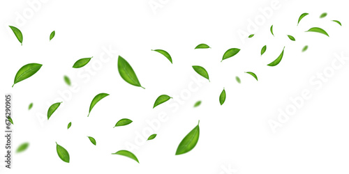 Flying leaves. Green realistic leaf isolated on white, wind, clean spring summer fresh air, falling nature eco fresh tea, food tree, vegan banner backdrop, freshness organic herbs. Vector background