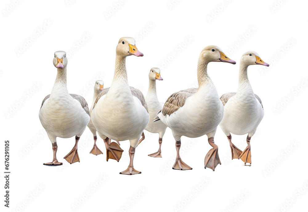 group of white geese group of white geese