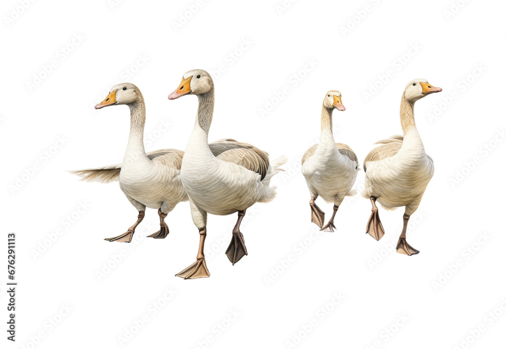 Geese_walking_No_shadows_highest_details