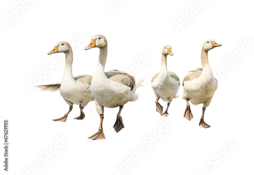 Geese_walking_No_shadows_highest_details