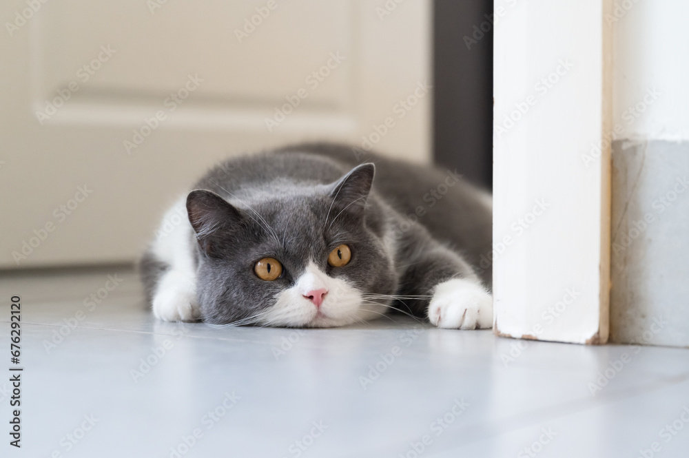 Naklejka premium British shorthair cat lying on the floor