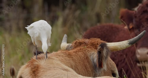 Cattle egret eating insect photo