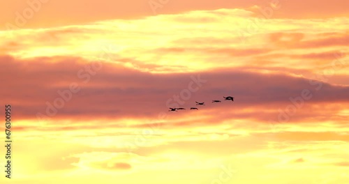 Birds Migration. Flock Of Common Cranes Or Eurasian Cranes Fly In Sunny Sunset Sunrise Sky. Common Crane Or Grus Grus. Nesting Cranes, Nest. Europe. Yellow orange pink violet purple Colors, Dark Birds