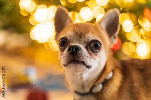 A cute Chihuahua dog close-up with a collar on his neck against a background of lights looks straight ahead photo