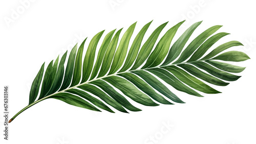 Watercolor painting of green palm leaves isolated on white background