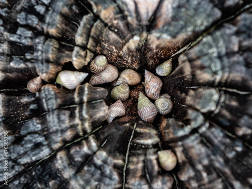 Afrikanische Meeresschnecken in altem Baumstamm