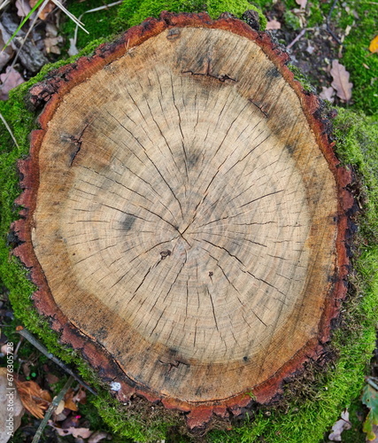 Baumstumpf