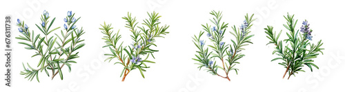 Watercolor rosemary on white background