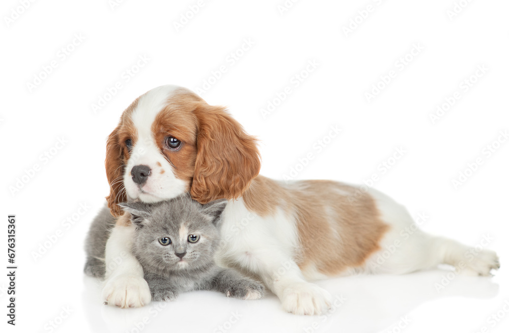 Friendly Cavalier King Charles Spaniel hugs tiny kitten. Pets look at camera together. isolated on white background