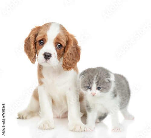 Cavalier King Charles Spaniel sits with tiny kitten. isolated on white background © Ermolaev Alexandr