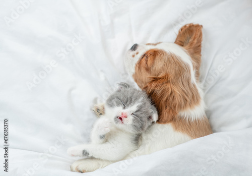 Friendly Cavalier King Charles Spaniel sleeps with tiny kitten on the bed at home. Top down view. Empty space for text