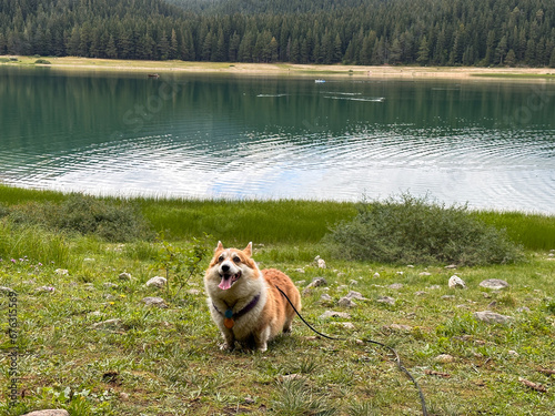 A happy corgi dog stands on the shore of the lake and sticks out its tongue