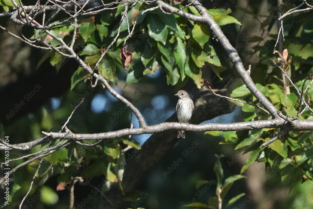 grey streaked flycatcher in a forest grey streaked flycatcher in a forest