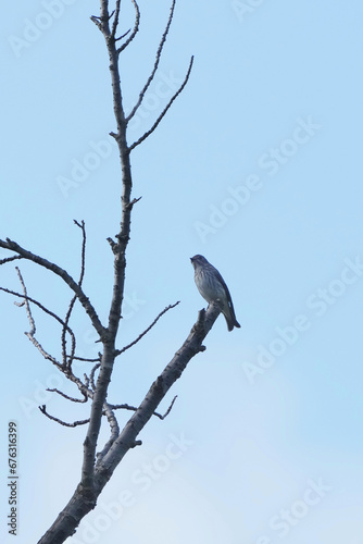 grey streaked flycatcher in a forest