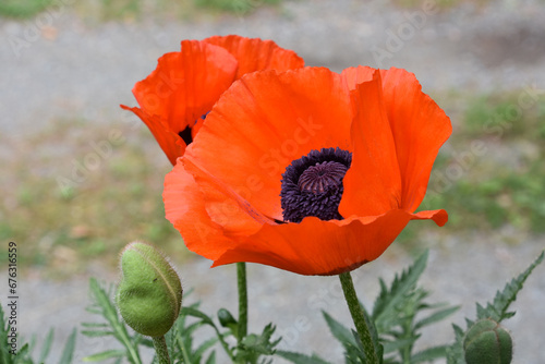 Gorgeous Budding and Blooming Oriental Poppies in a Garden