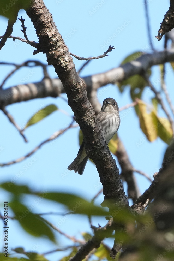grey streaked flycatcher in a forest grey streaked flycatcher in a forest