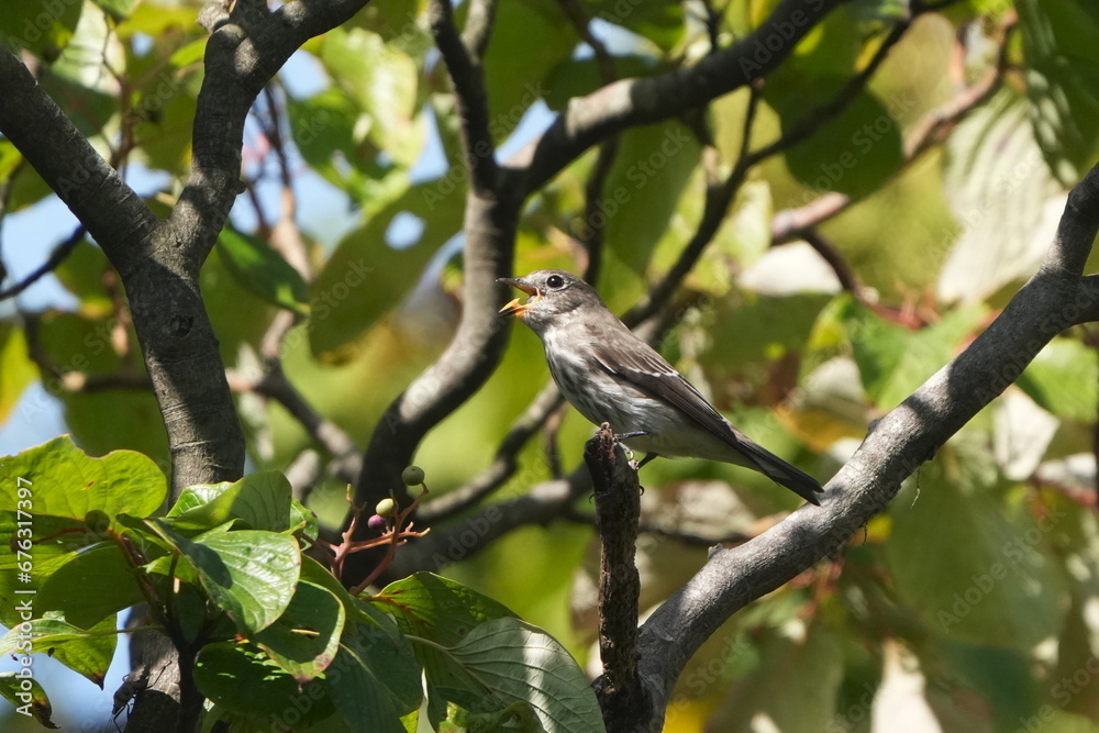 grey streaked flycatcher  in a forest