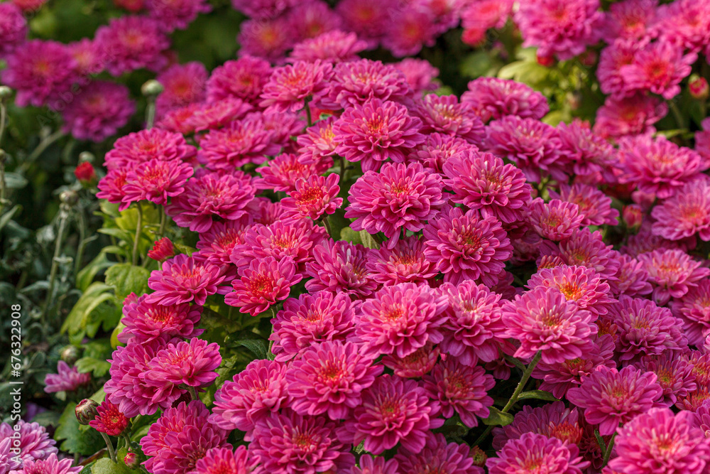 Beautiful chrysanthemum bushes yellow, red, white, pink, red colors Beautiful chrysanthemum bushes yellow, red, white, pink, red colors
